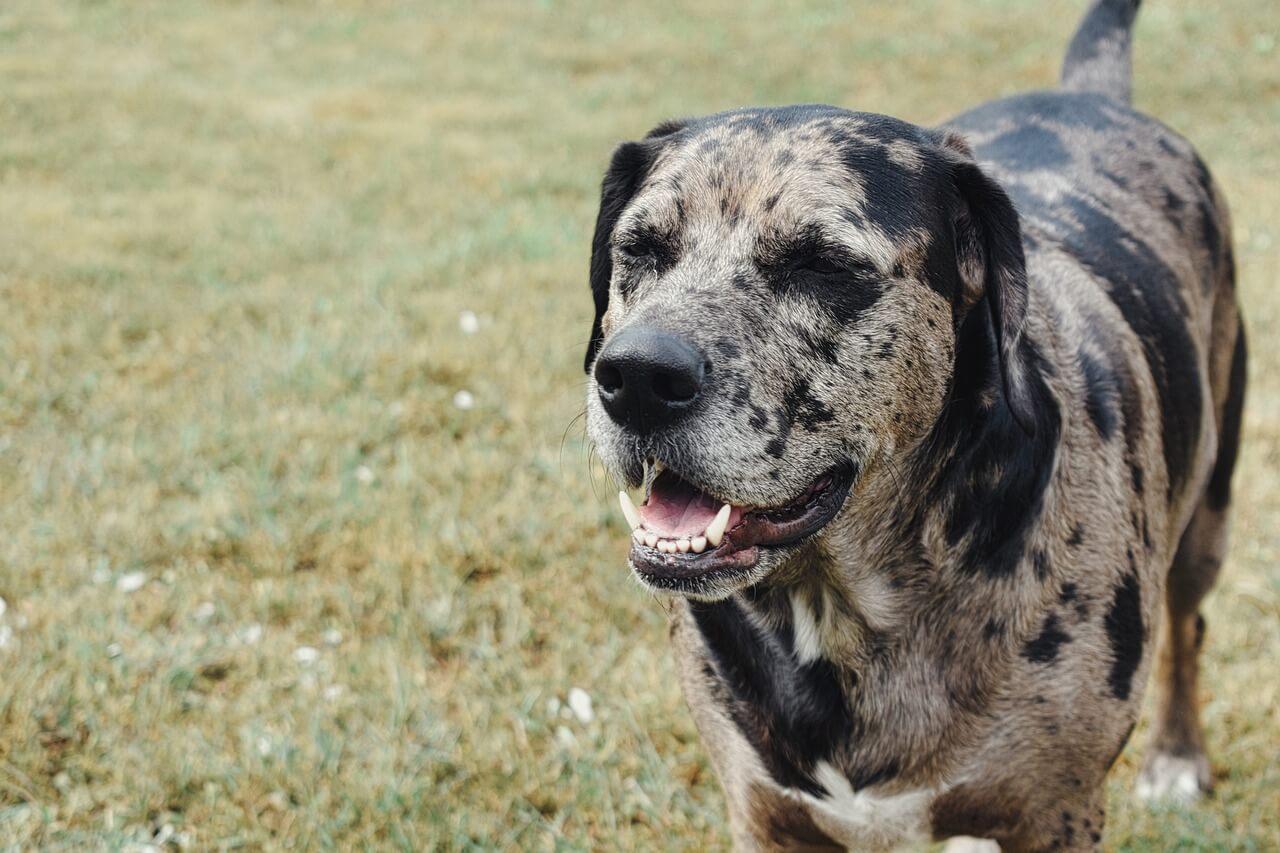 Catahoulas: A Comprehensive Guide to History, Traits, and More - Dog Hugs Cat