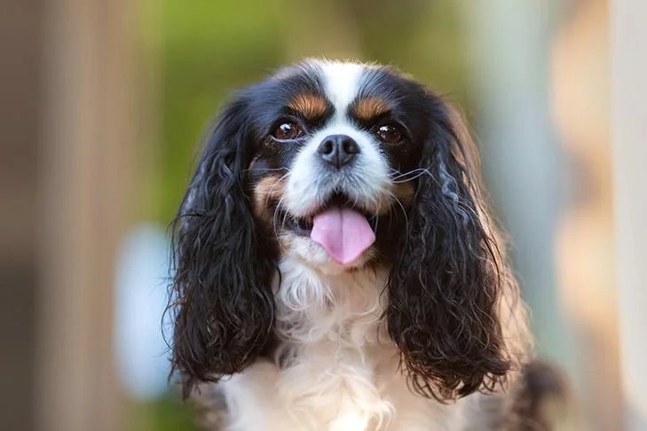Cavalier King Charles Spaniels: The Ultimate Guide - Dog Hugs Cat
