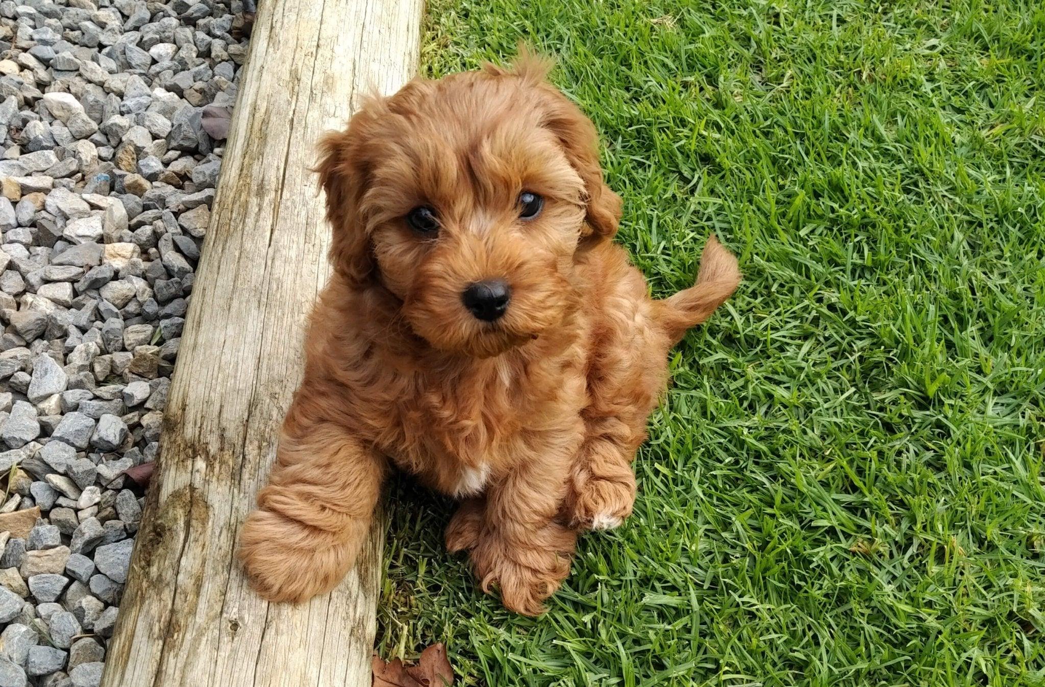 Cavapoo: The Ultimate Guide of Origin, Characters, and Training Tips ...