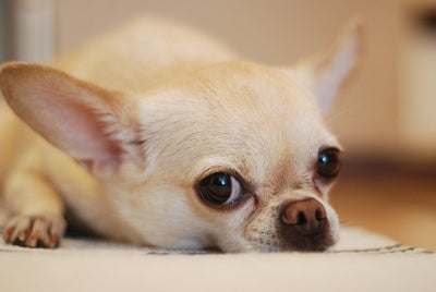 Chihuahua Guide: Tips for Caring, Training, and Understanding Your Pup - Dog Hugs Cat