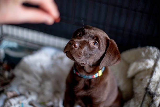 Chocolate Labs: Your Ultimate Guide to the Lovable Labrador Retriever - Dog Hugs Cat