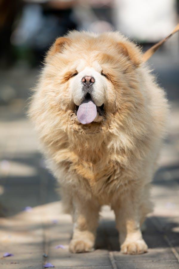 Chow Chow: The Ultimate Guide to This Majestic Dog Breed - Dog Hugs Cat