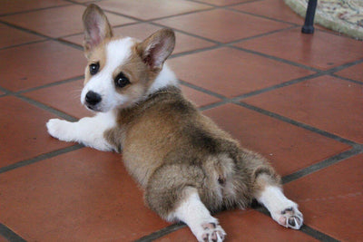 Corgi Puppies: A Complete Guide to Their Adorable World - Dog Hugs Cat