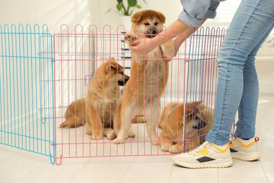 Dog Playpens: Explore Top-Quality, Secure Spaces for Your Pup - Dog Hugs Cat