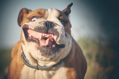 English Bulldogs: A Guide to the Beloved Canine Breed - Dog Hugs Cat