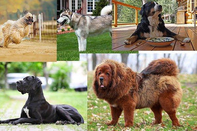 Exploring Big Dog Breeds; Magnificent Companions, for Your Family - Dog Hugs Cat