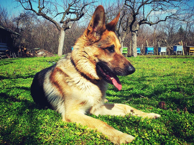 German Shepherds: The Ultimate Guide for Dog Enthusiasts - Dog Hugs Cat