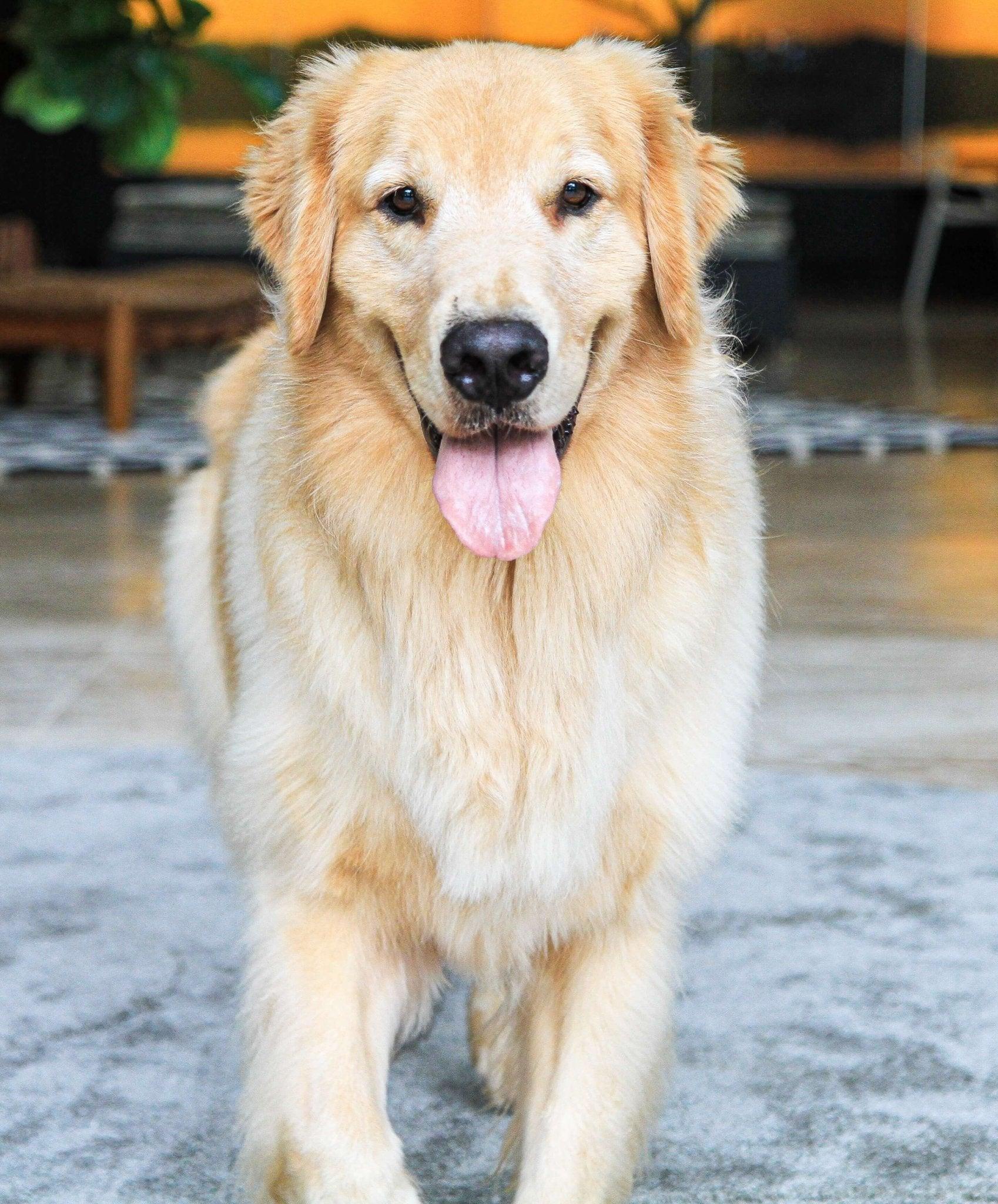 Golden Retrievers: A Complete Guide to Training and Care - Dog Hugs Cat