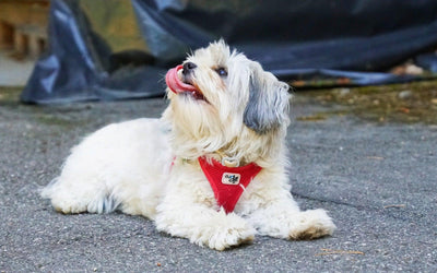 Havanese: Unraveling the Charms of These Enchanting Canine Companions - Dog Hugs Cat