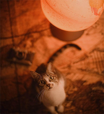 How Many Cats Are in the World? Fascinating Facts about Cats - Dog Hugs Cat