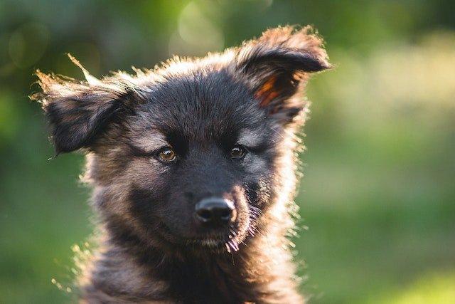 How Much Are German Shepherd Puppies? The Factors Influencing Cost - Dog Hugs Cat