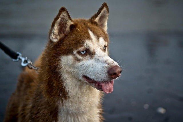 Huskies: Unveiling the Mystique of Arctic Companions - Dog Hugs Cat