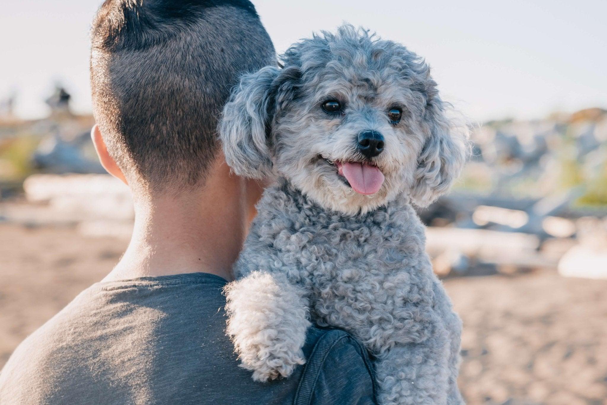 Hypoallergenic Dogs: The Ultimate Guide to Allergy-Friendly Breeds - Dog Hugs Cat