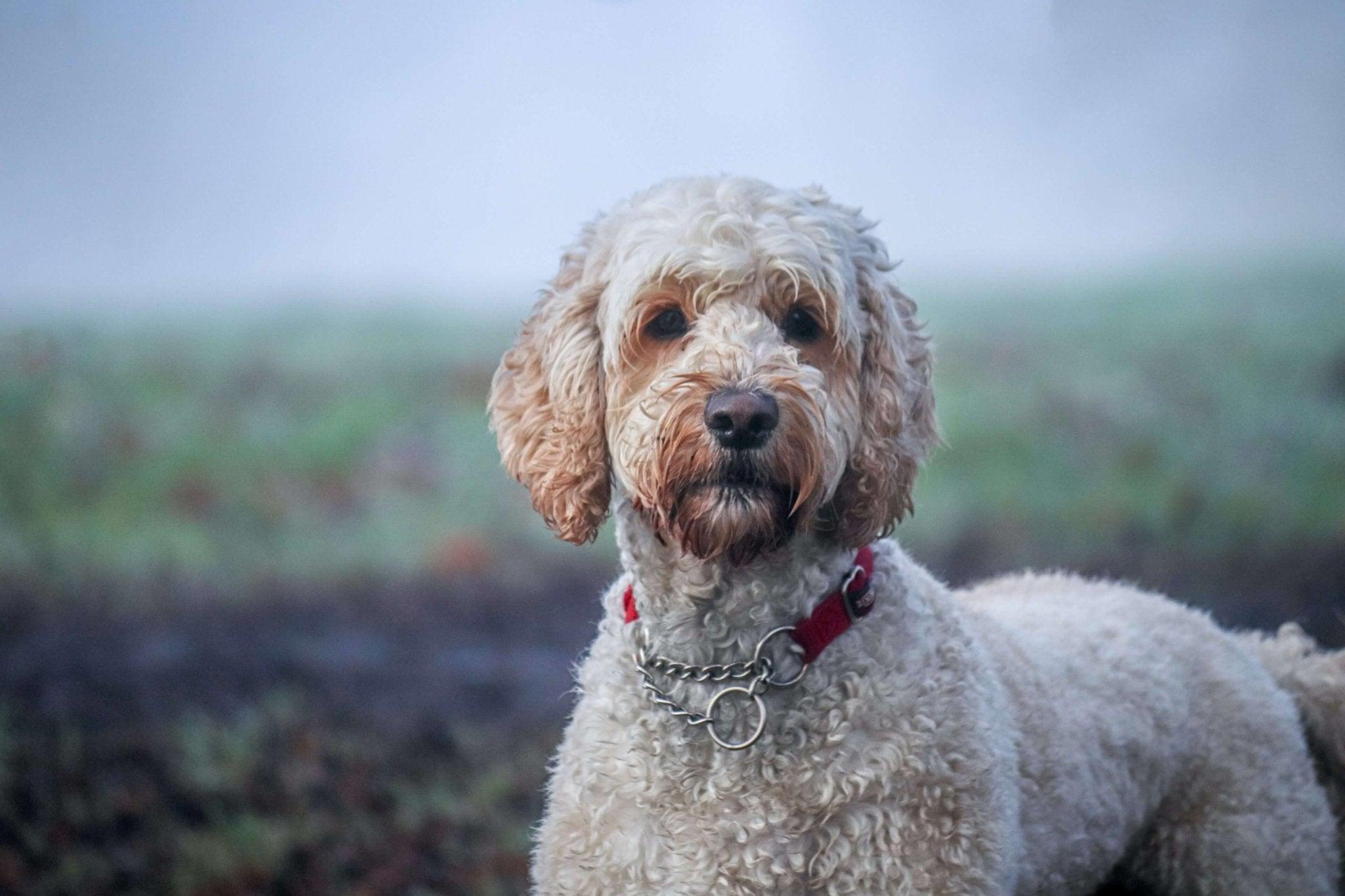 Labradoodle Guide: Everything  You Need to Know About This Amazing Dog - Dog Hugs Cat