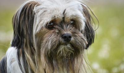 Lhasa Apsos: A Complete Guide to this Adorable Breed - Dog Hugs Cat