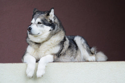 Malamutes: Revealing These Arctic Dogs' Majestic Beauty and Charm - Dog Hugs Cat