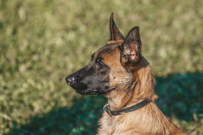 Malinois Dogs: A Comprehensive Guide to Belgian Malinois Breed - Dog Hugs Cat