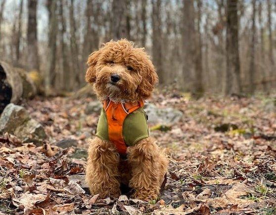 Mini Goldendoodle: The Adorable Small Breed with a Big Heart - Dog Hugs Cat