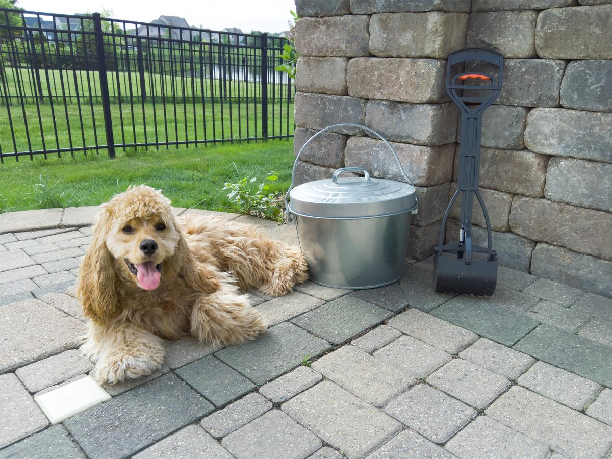 Outdoor Dog Kennels: Explore Top-Quality, Durable Choices for Your Pet - Dog Hugs Cat