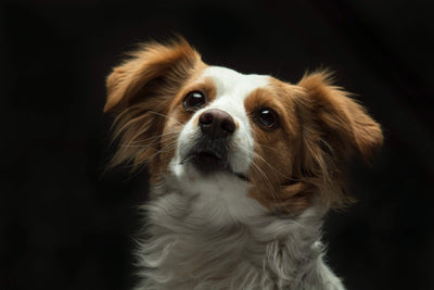 Papillon: The Show Dog That Only Wants to Be Your Companion - Dog Hugs Cat