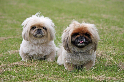 Pekingese: Discover the Charming World of This Distinctive Dog Breed - Dog Hugs Cat