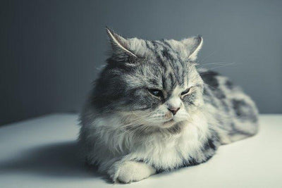 Persian Cats: Graceful Elegance and Luxurious Coats | Breed Guide - Dog Hugs Cat