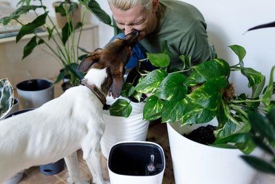 Pet-Friendly Gardening Tips: Creating a Safe Space for Your Pet - Dog Hugs Cat