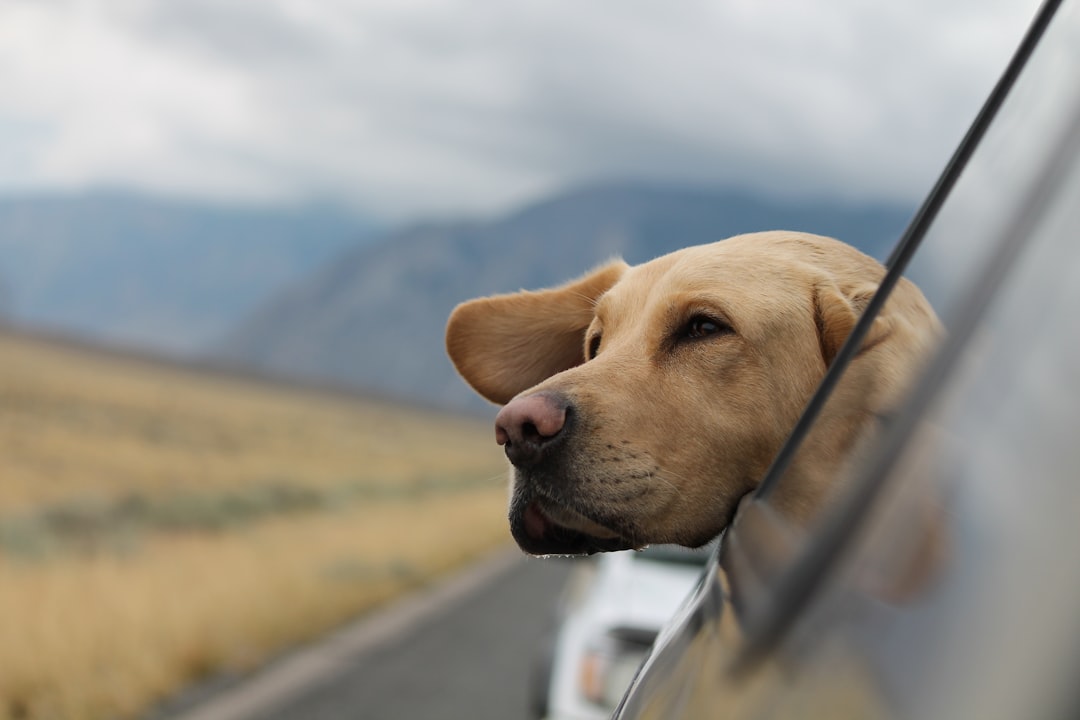 Pet-Friendly Travel Destinations: Exploring the World with Your Furry Friend