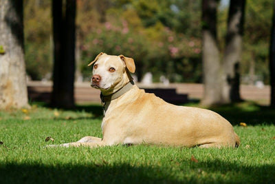 Pit Bulls: Unveiling the Truth About the Beloved Canine Companions - Dog Hugs Cat