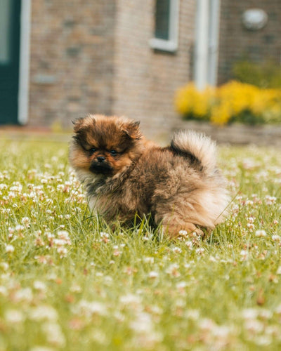 Pomeranians: Comprehensive Guide, Care, and Fun Facts - Dog Hugs Cat