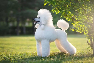 Poodles: All You Need to Know About This Elegant Dog Breed - Dog Hugs Cat