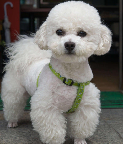 Poodles: The Elegant and Intelligent Canine Companions - Dog Hugs Cat