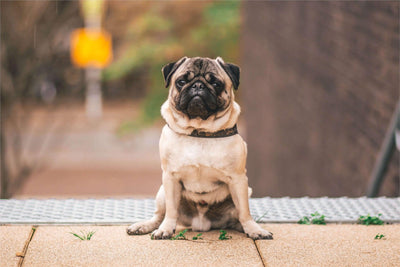 Pug Care Guide: History, Personality, and Special Needs - Dog Hugs Cat