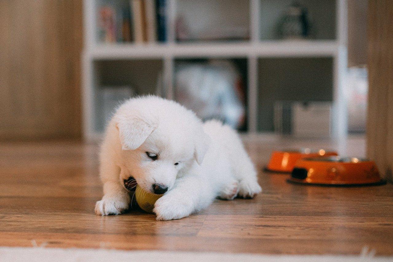 Puppies Who Bite: Understanding and Addressing Puppy Biting Behavior - Dog Hugs Cat