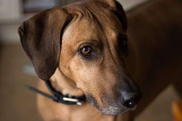 Rhodesian Ridgeback: The Unique History, Traits, and Care Guide | Dog ...