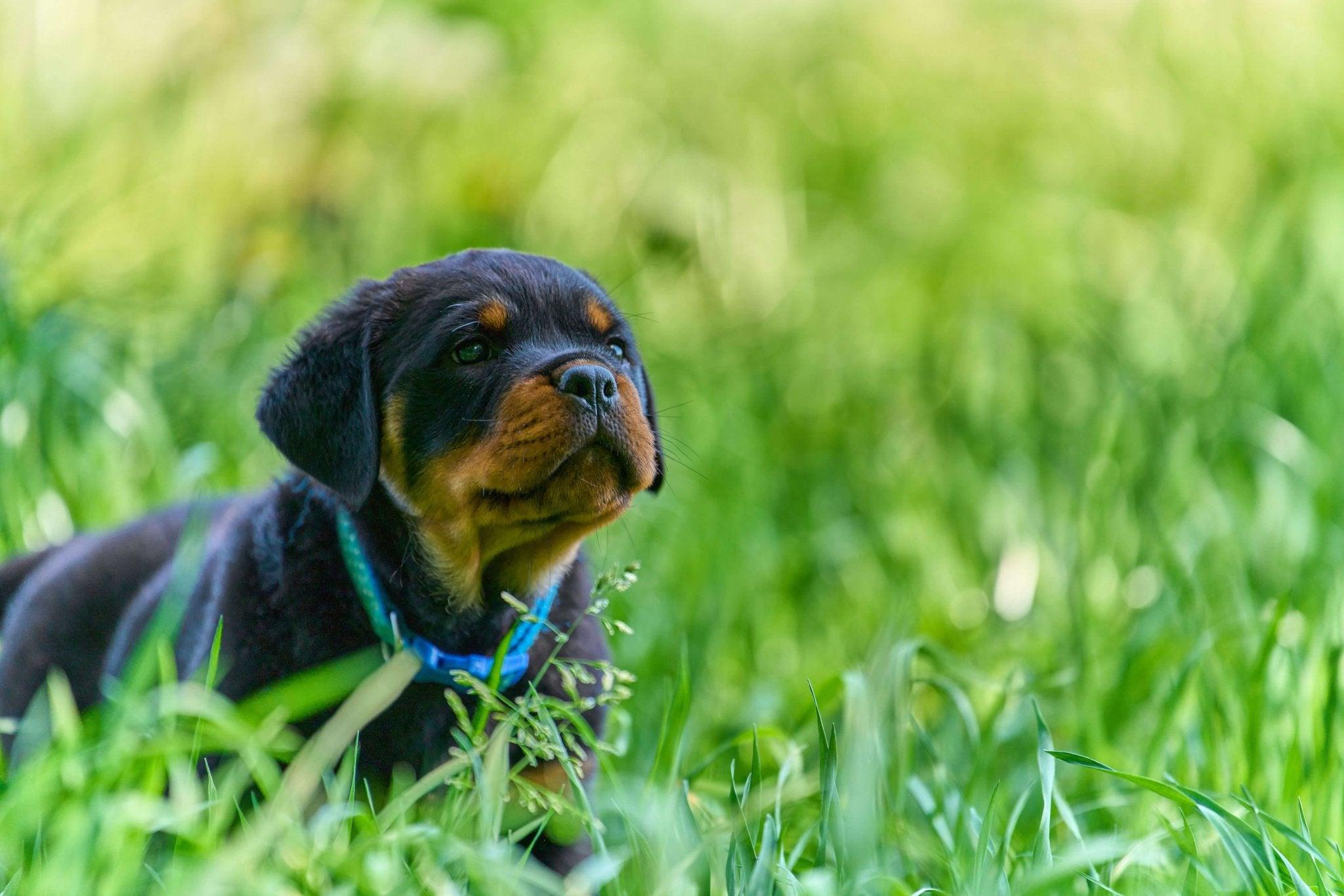 Rottweiler Puppies: A Guide to Care, Training, and Health - Dog Hugs Cat