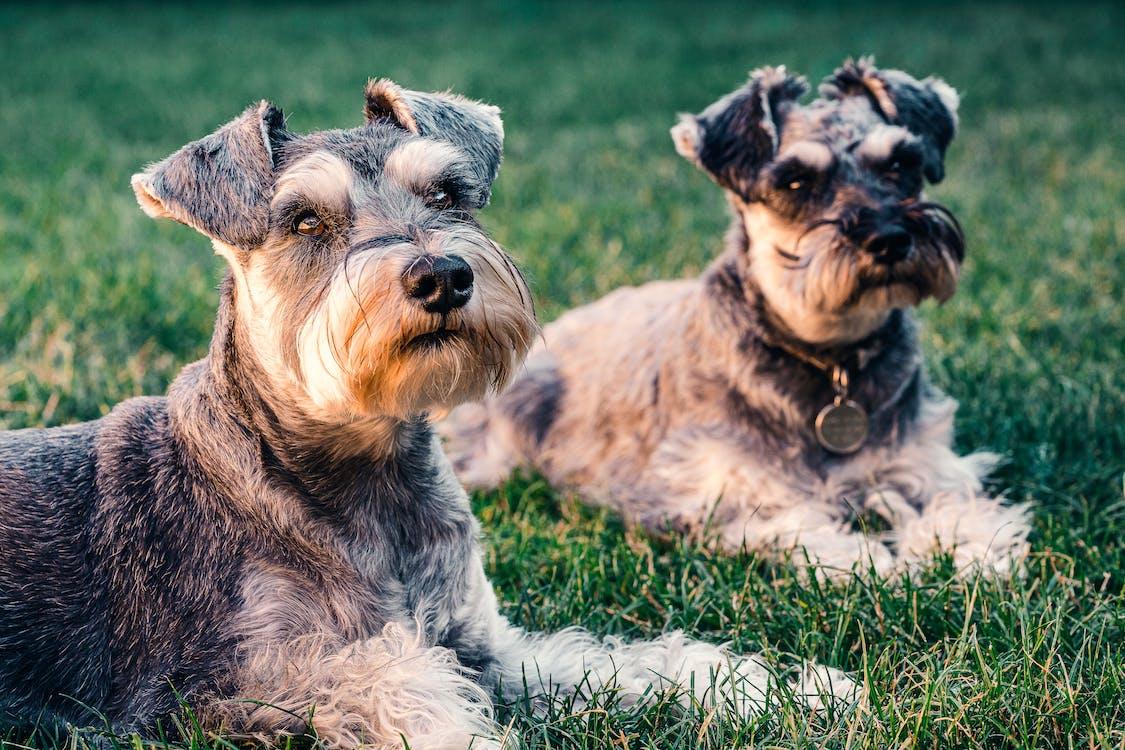 Schnauzers: A Comprehensive Guide to Care and Characteristics - Dog Hugs Cat