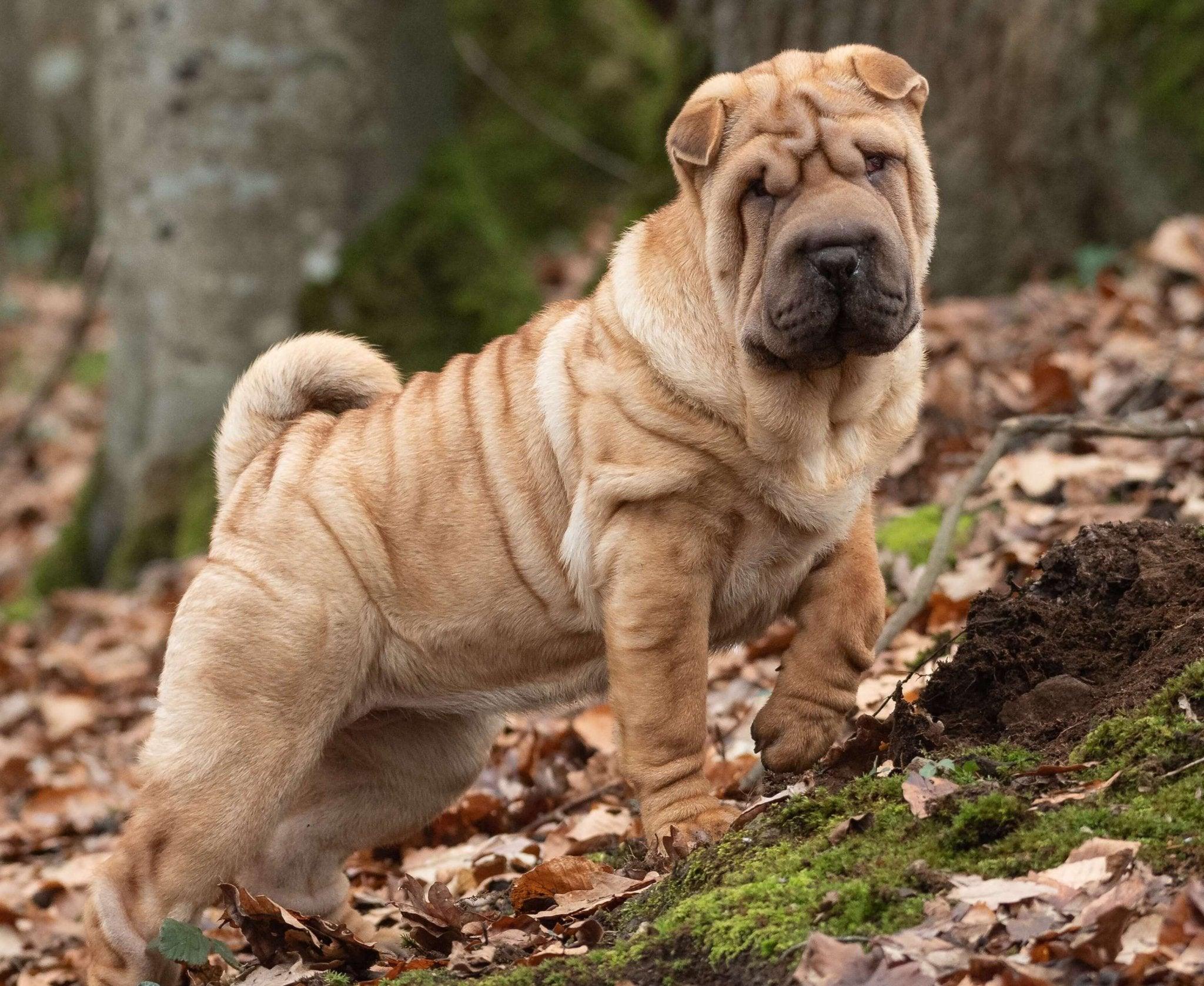 Shar Peis: Uncover the Unique Characteristics of Shar Pei Dogs | Dog 