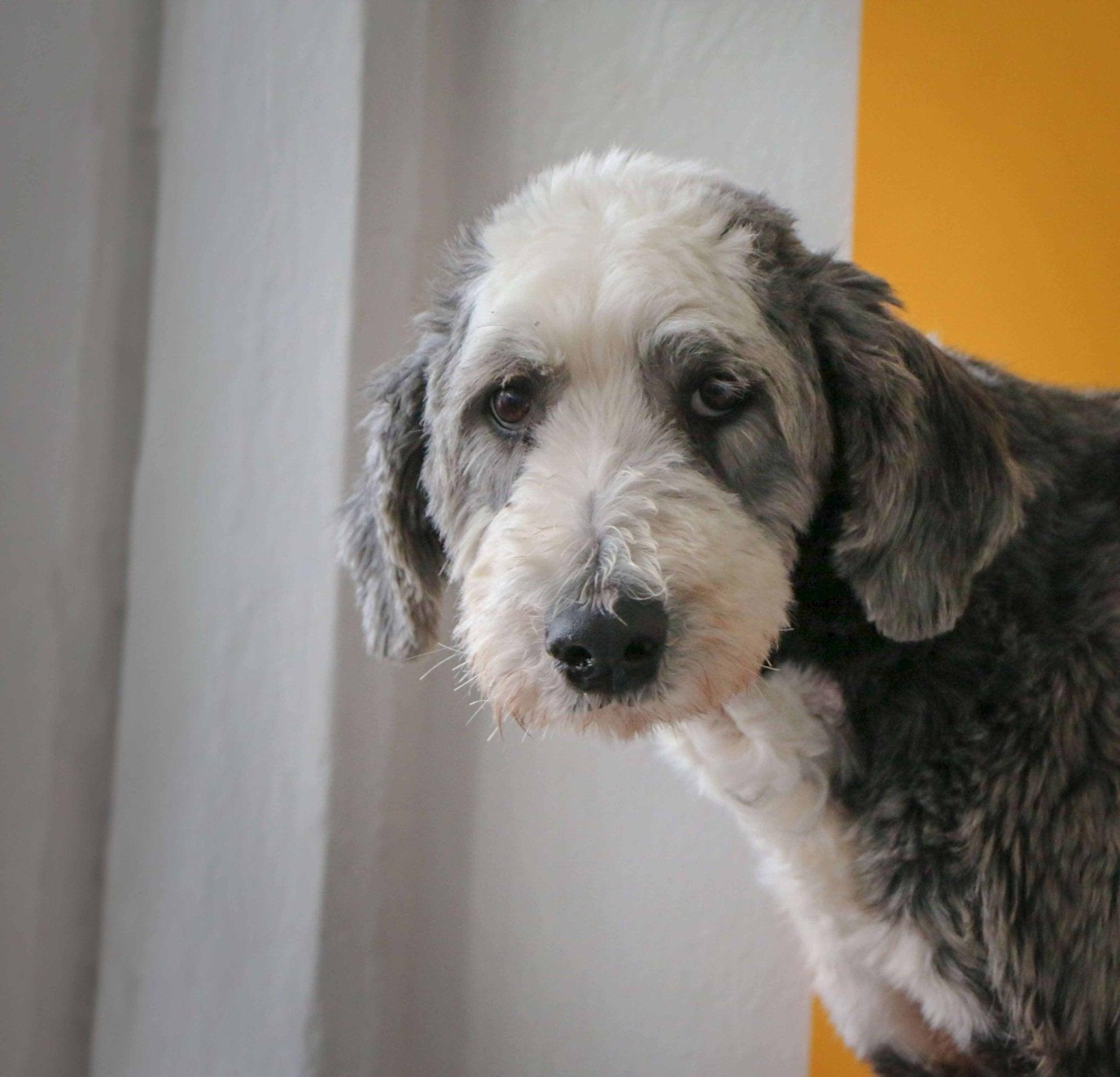 Sheepadoodle: Complete Guide to This Adorable Hybrid Dog Breed | Dog ...