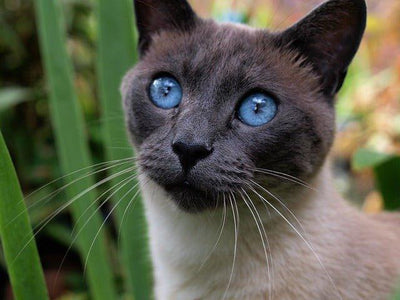 Siamese Cats: Grace, History, and Care - A Comprehensive Guide - Dog Hugs Cat