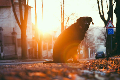 Slow-Feeder Dog Bowls: A Healthy Solution for Your Pet's Eating Habits - Dog Hugs Cat
