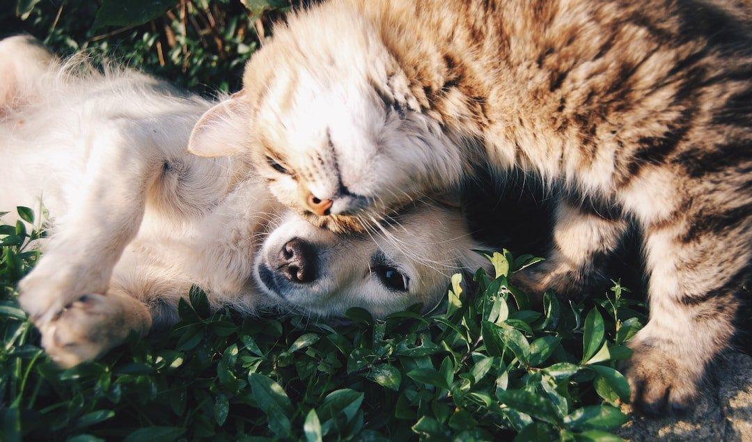 The Benefits of Owning a Pet - Dog Hugs Cat