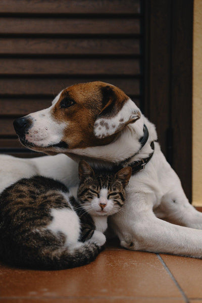 The Healing Power of Pets: How They Improve Mental Health - Dog Hugs Cat