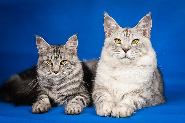 The Ultimate Guide to Maine Coon Cats: History, Characteristics, and FAQs - Dog Hugs Cat