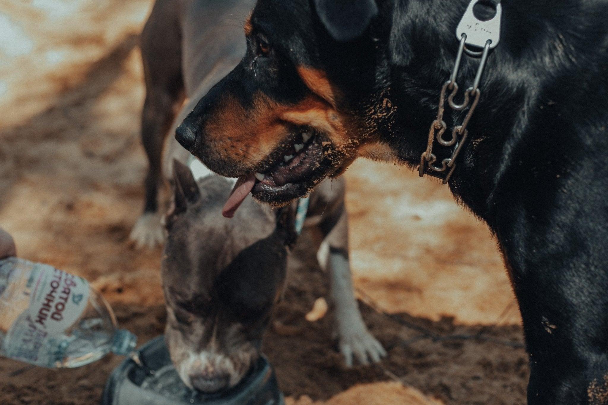 Top 3 Water Bowls for Pets - Your Guide to Hydration | Dog Hugs Cat