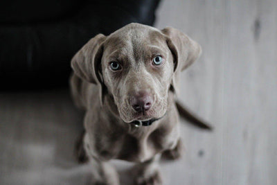 Weimaraner: Unveiling the Graceful Elegance of this Unique Breed - Dog Hugs Cat