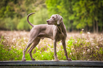 Weimaraners: Discovering the Graceful and Loyal Breed - Dog Hugs Cat