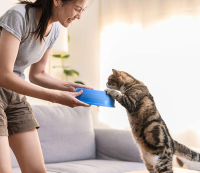 What Cats Can Eat: A Complete Guide to Feline Nutrition - Dog Hugs Cat