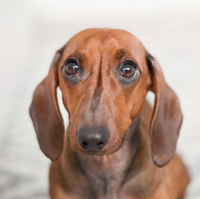 What Dogs Are Hypoallergenic? Exploring Allergy-Friendly Breeds - Dog Hugs Cat