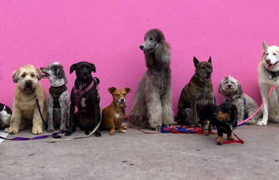 Which Dogs Shed the Most? Unveiling the Top Shedding Breeds - Dog Hugs Cat